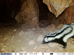Spilogale gracilis
