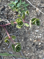 Raphionacme hirsuta