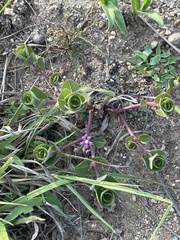 Raphionacme hirsuta