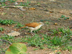 Furnarius leucopus