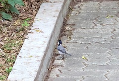 Parus minor commixtus