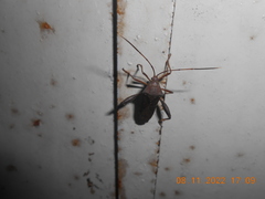 Mictis longicornis