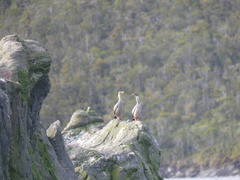 Poikilocarbo gaimardi