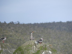 Poikilocarbo gaimardi