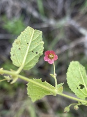 Hermannia quartiniana