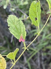 Hermannia quartiniana