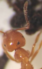 Acanthomyops