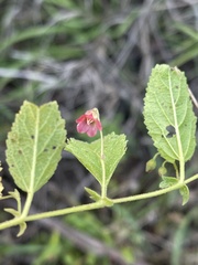 Hermannia quartiniana