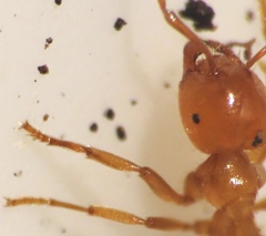 Acanthomyops