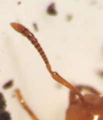 Acanthomyops