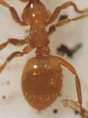 Acanthomyops
