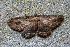 Menophra subplagiata