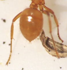 Acanthomyops