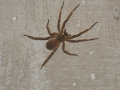 Phoneutria boliviensis