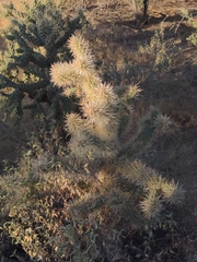 Cylindropuntia fulgida