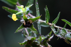 Ludwigia hirtella