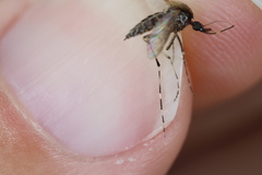 Aedes sollicitans