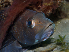 Centropristis striata