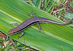 Trachylepis gravenhorstii