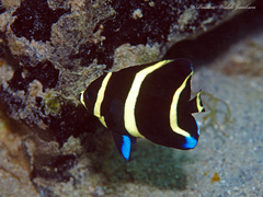 Pomacanthus arcuatus