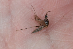 Aedes sollicitans