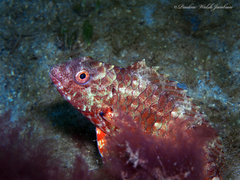 Sparisoma chrysopterum