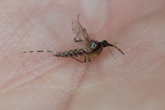 Aedes sollicitans