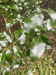 Ligustrum japonicum