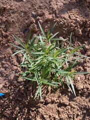 Asclepias angustifolia