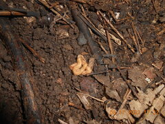Caenoplana