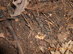 Caenoplana