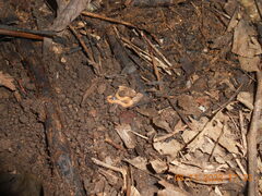Caenoplana