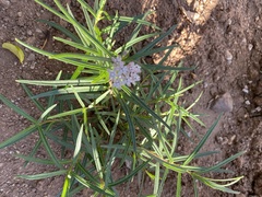 Asclepias angustifolia