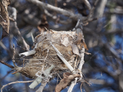Phaeoptila sordida