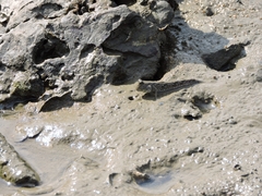 Periophthalmus modestus