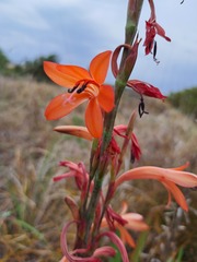 Watsonia meriana