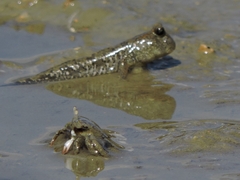 Periophthalmus modestus