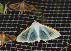 Diaphania glauculalis
