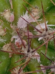 Planococcus