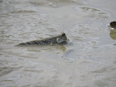 Periophthalmus modestus