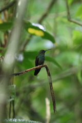 Chalybura urochrysia