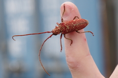 Brachytritus hieroglyphicus