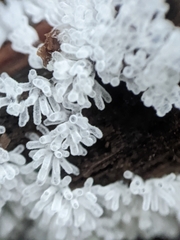 Ceratiomyxa fruticulosa