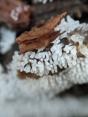 Ceratiomyxa fruticulosa