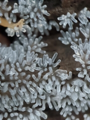 Ceratiomyxa fruticulosa