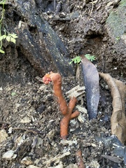 Trichoderma cornu-damae