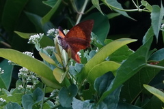Charaxes