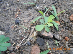 Phyllanthus urinaria