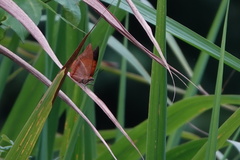 Charaxes