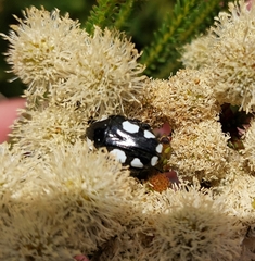 Mausoleopsis amabilis